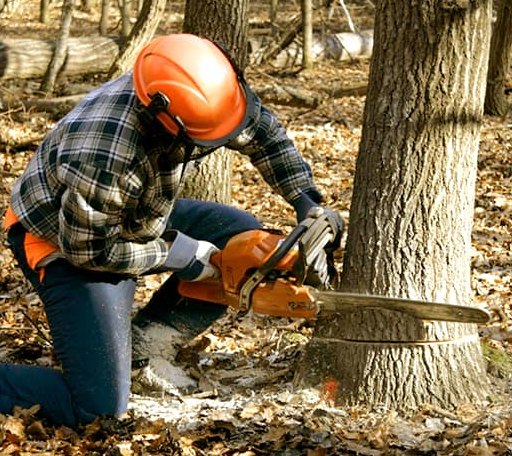 Tree Removal in Ford, VA